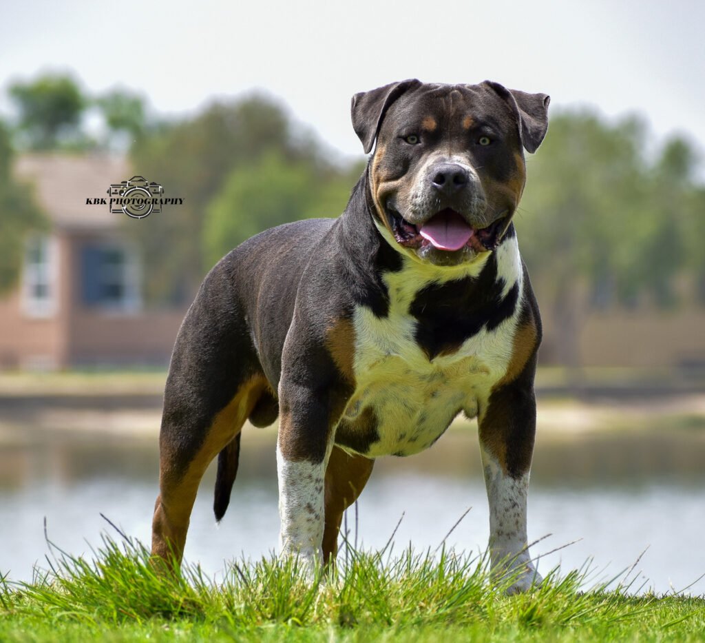 WCB's Phat Bastard aka Bubba