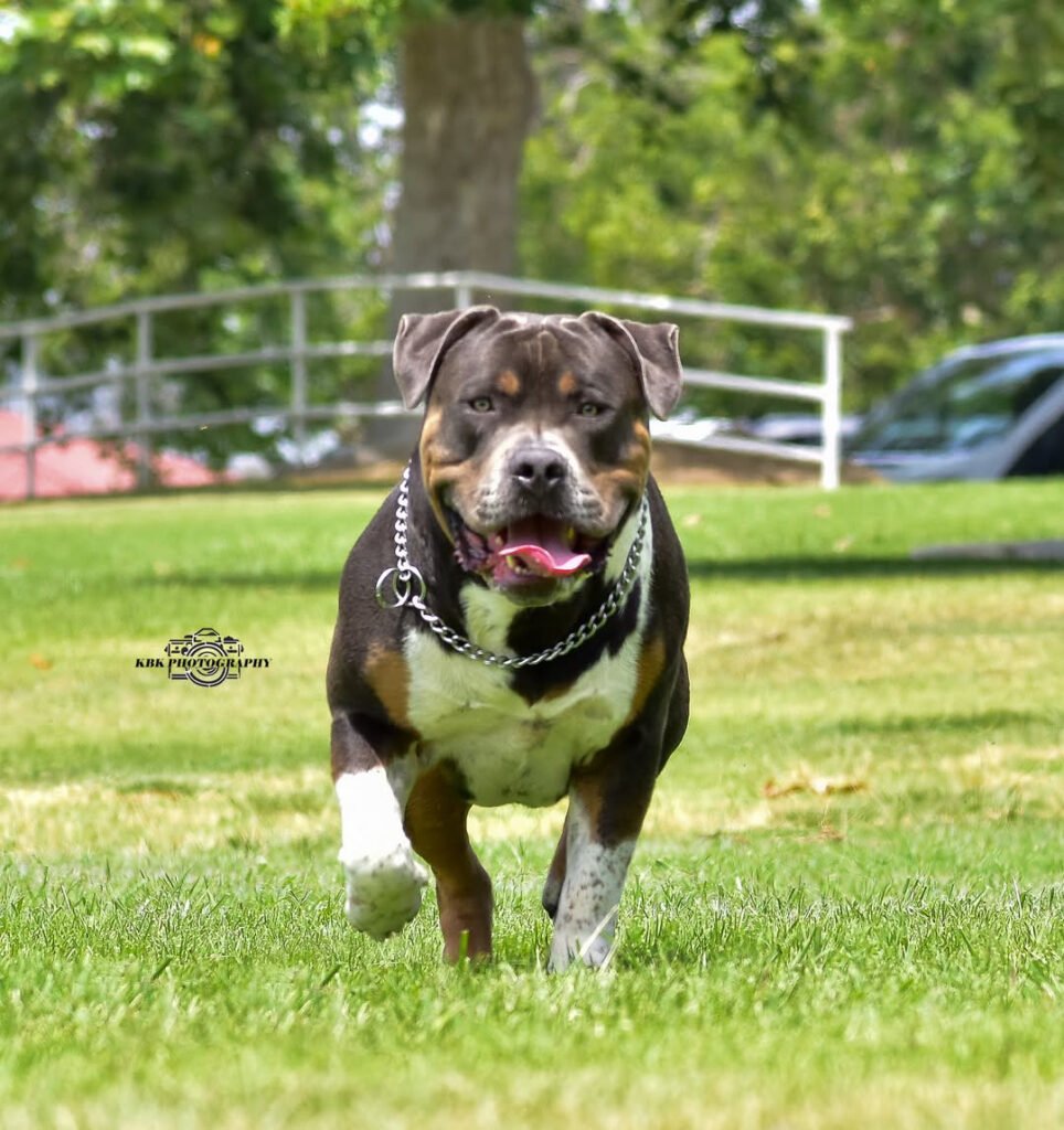 WCB's Phat Bastard aka Bubba