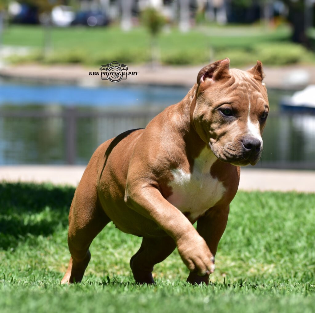WCB's Lotta Trouble photo 2