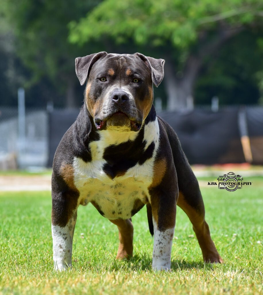 WCB's Phat Bastard aka Bubba