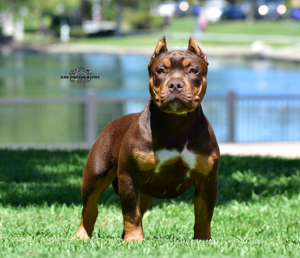 WCB's Rolo