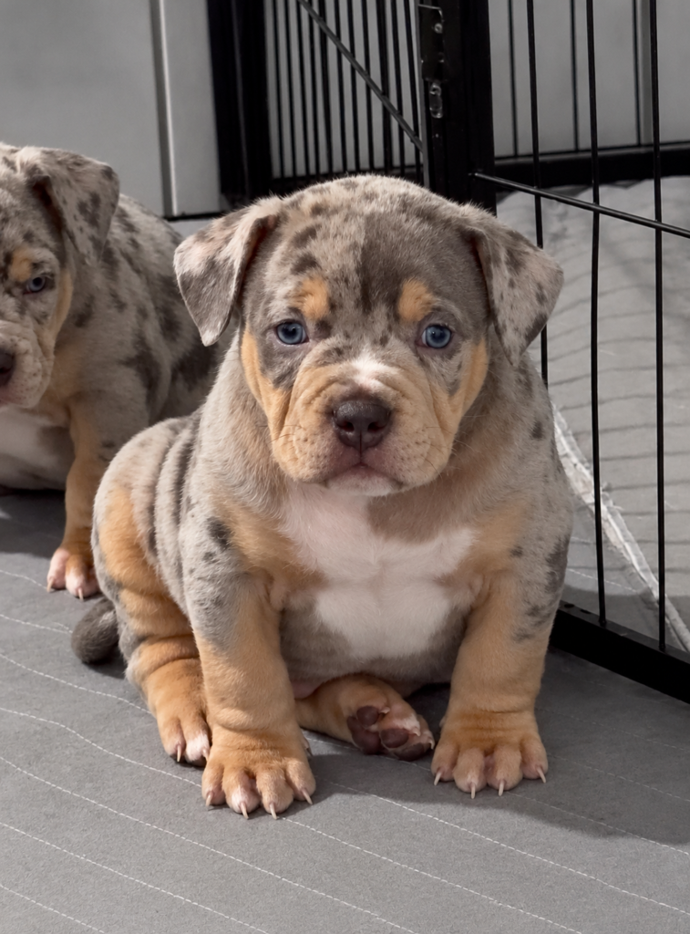 Blue Collar — Puppy