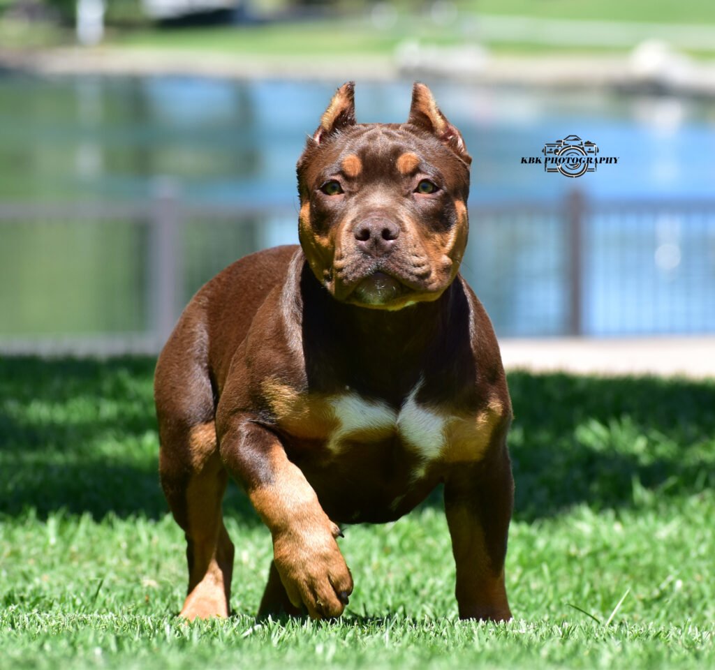 WCB's Rolo photo 3