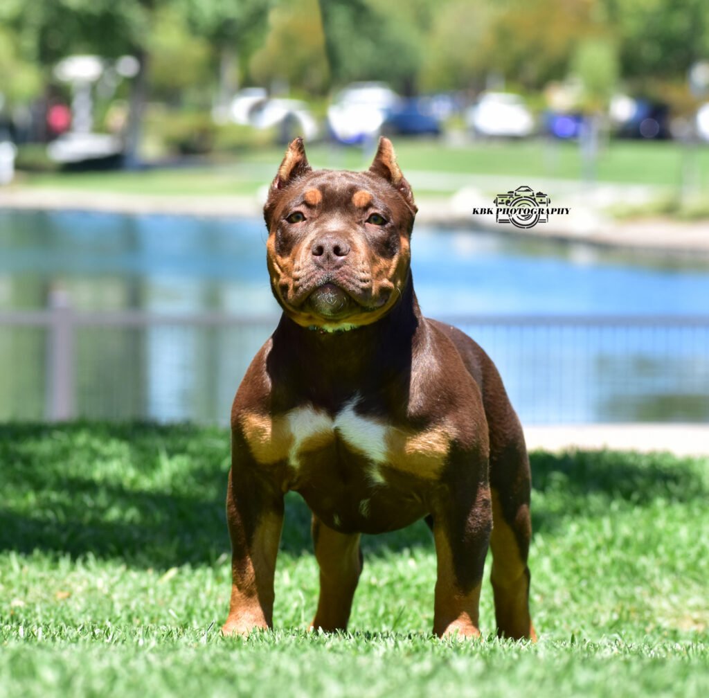 WCB's Rolo photo 2